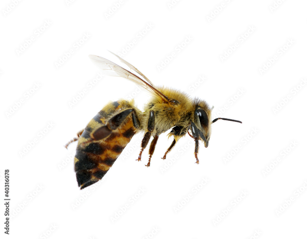 bee