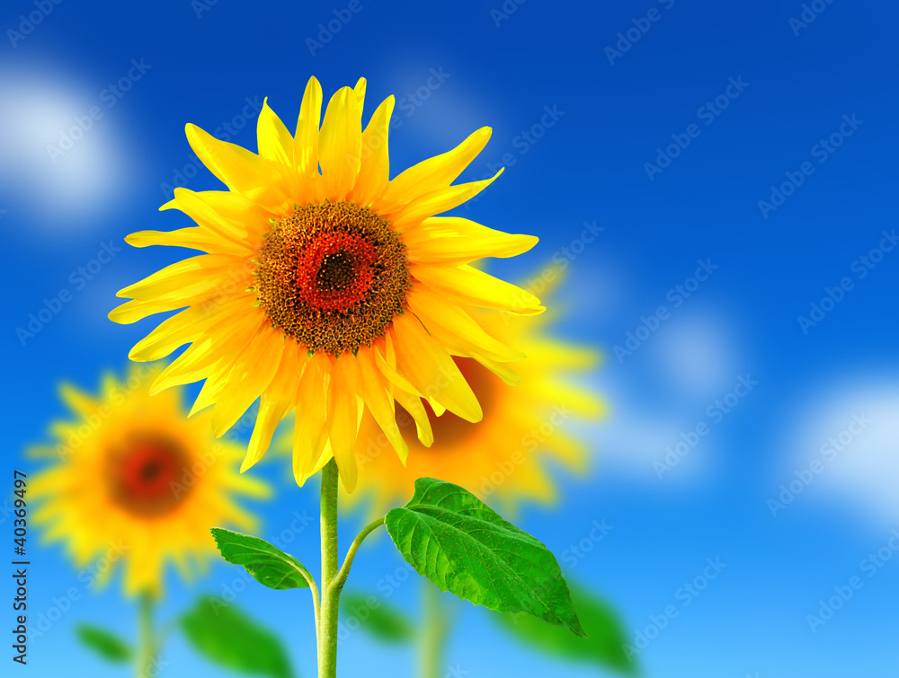 Sunflowers