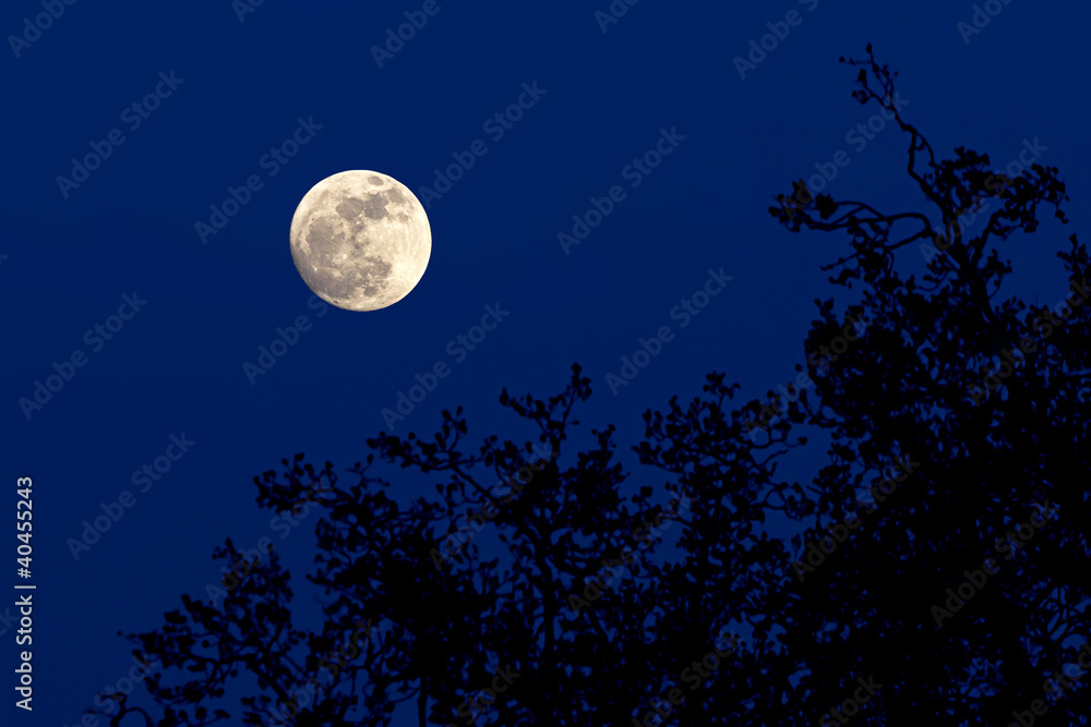 Full moon over forest