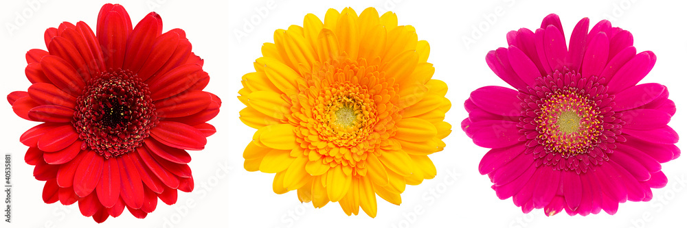 Gerber Daisy isolated on white background