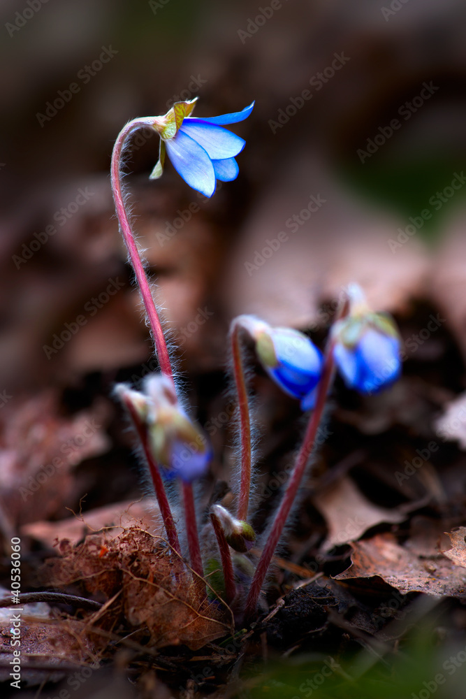 蓝色花蕾