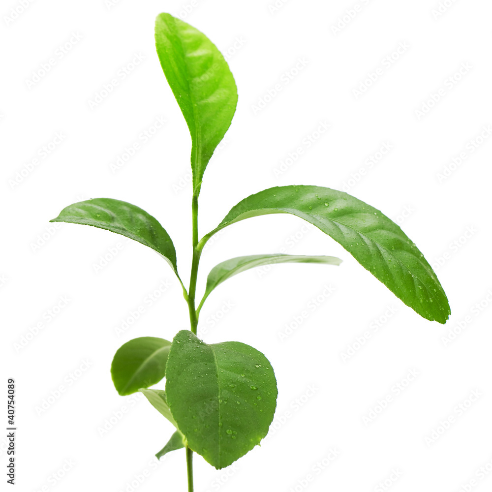 Green plant isolated over white. Studio macro photography