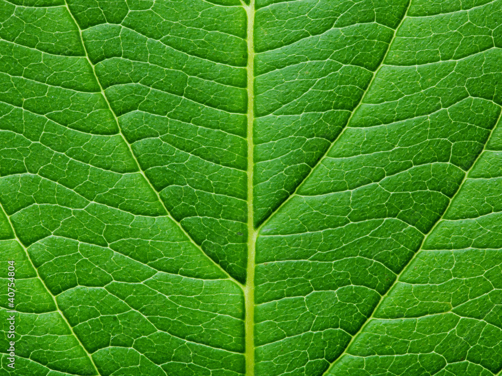 leaf texture