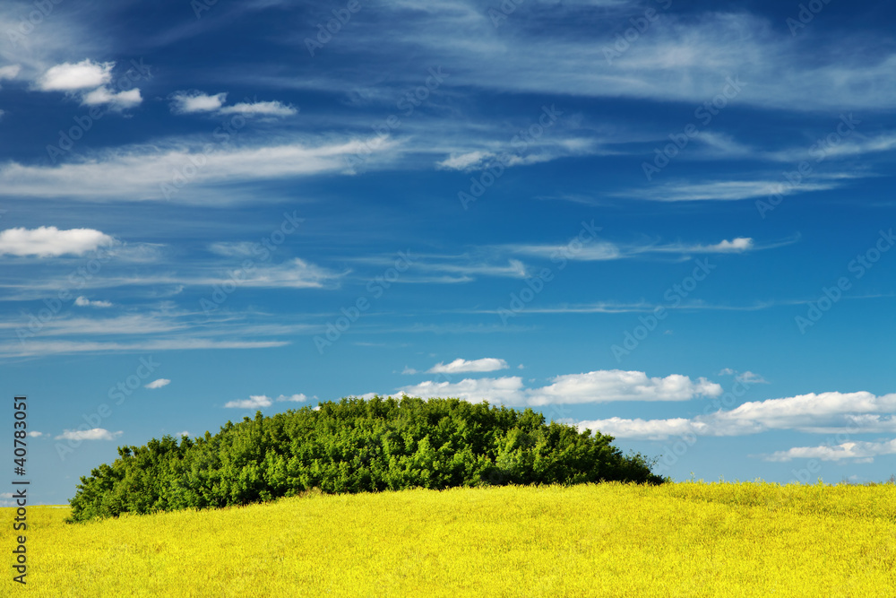 Blossoming field