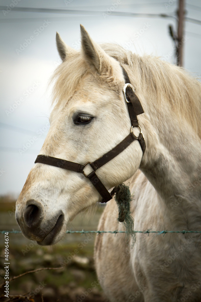 Portrait of the horse