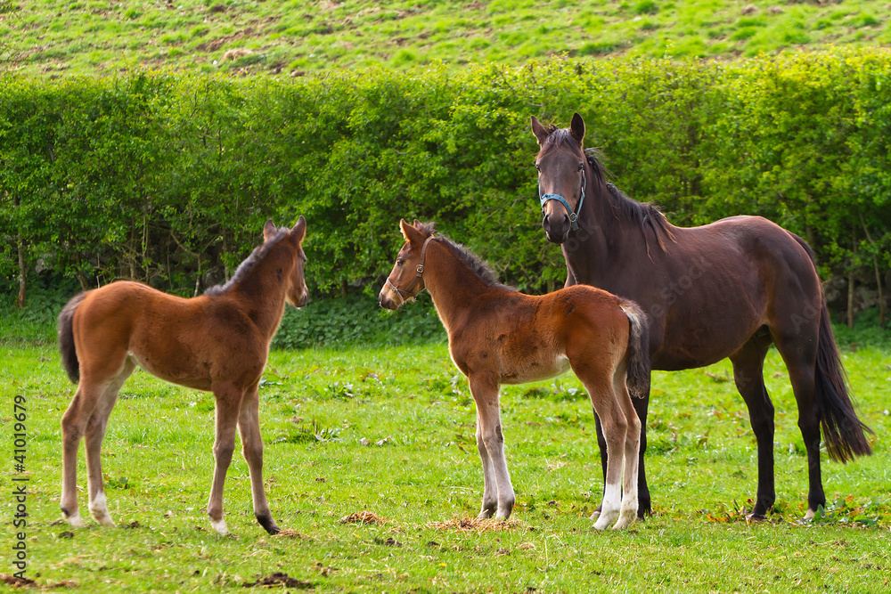 Horse and the foals on the meadow