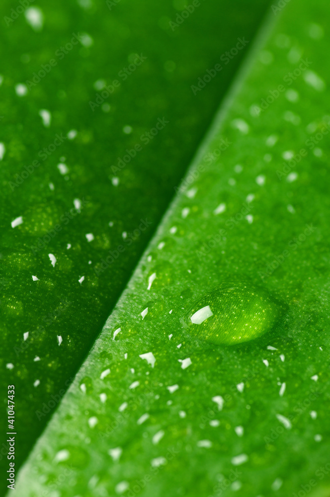 Water drops on leaf