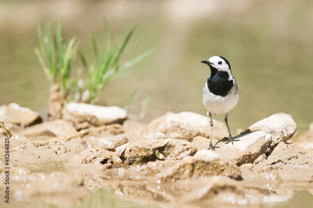 wagtail