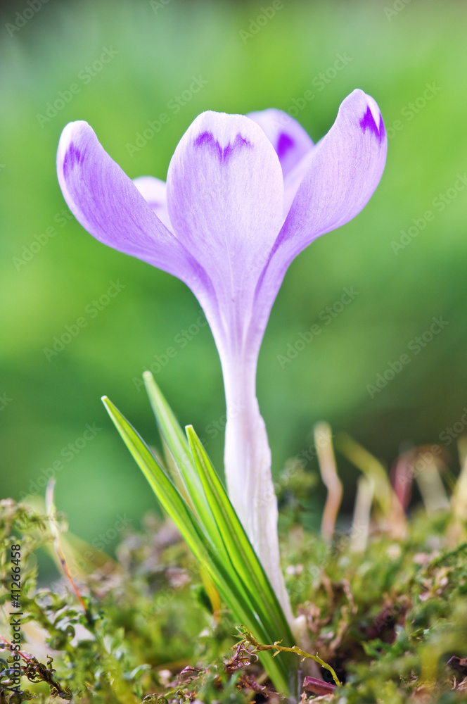 crocus