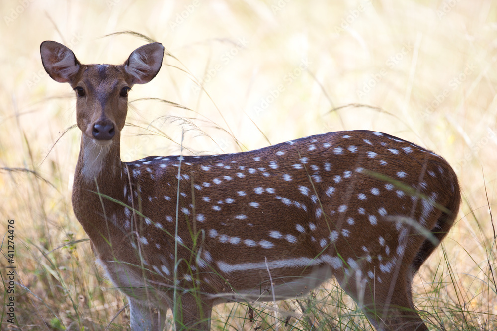 一只斑点鹿（Chital）