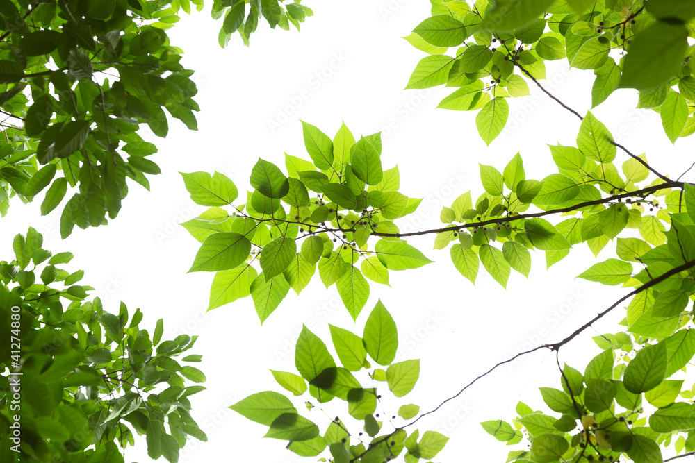 Spring Leaves