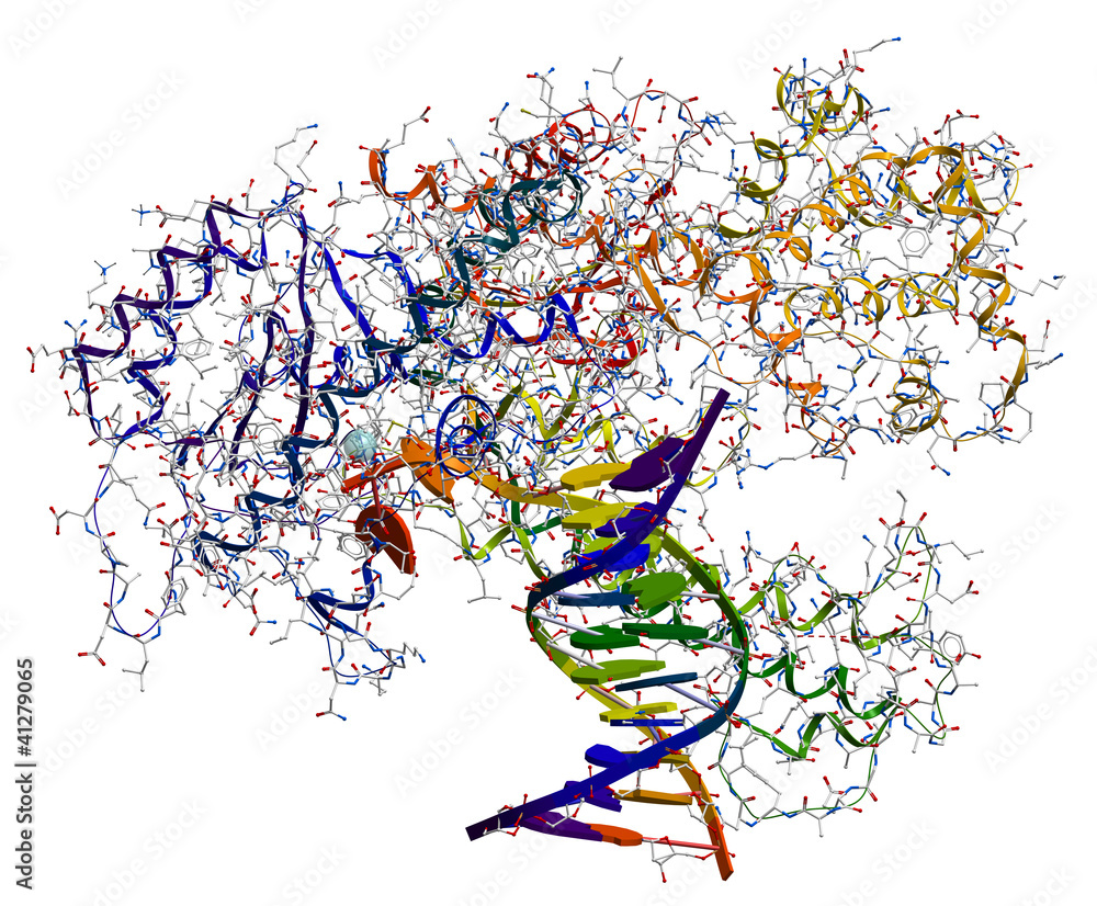 DNA polymerase I, enzyme participated in the DNA replication