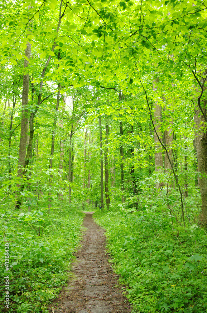 green forest