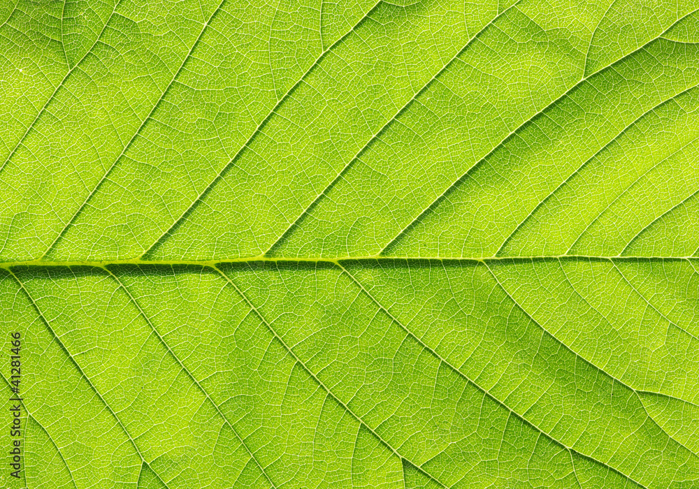 green leaf texture