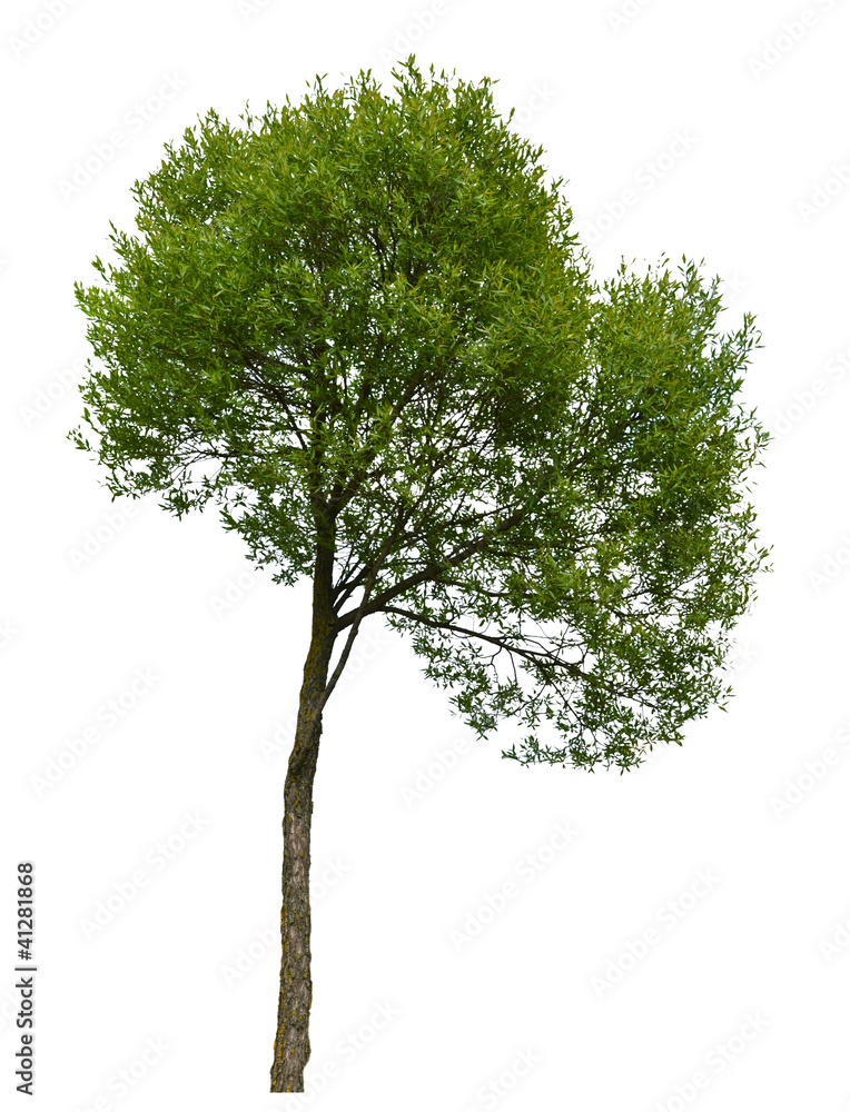 Green tree isolated on white background