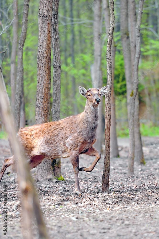 Roe deer