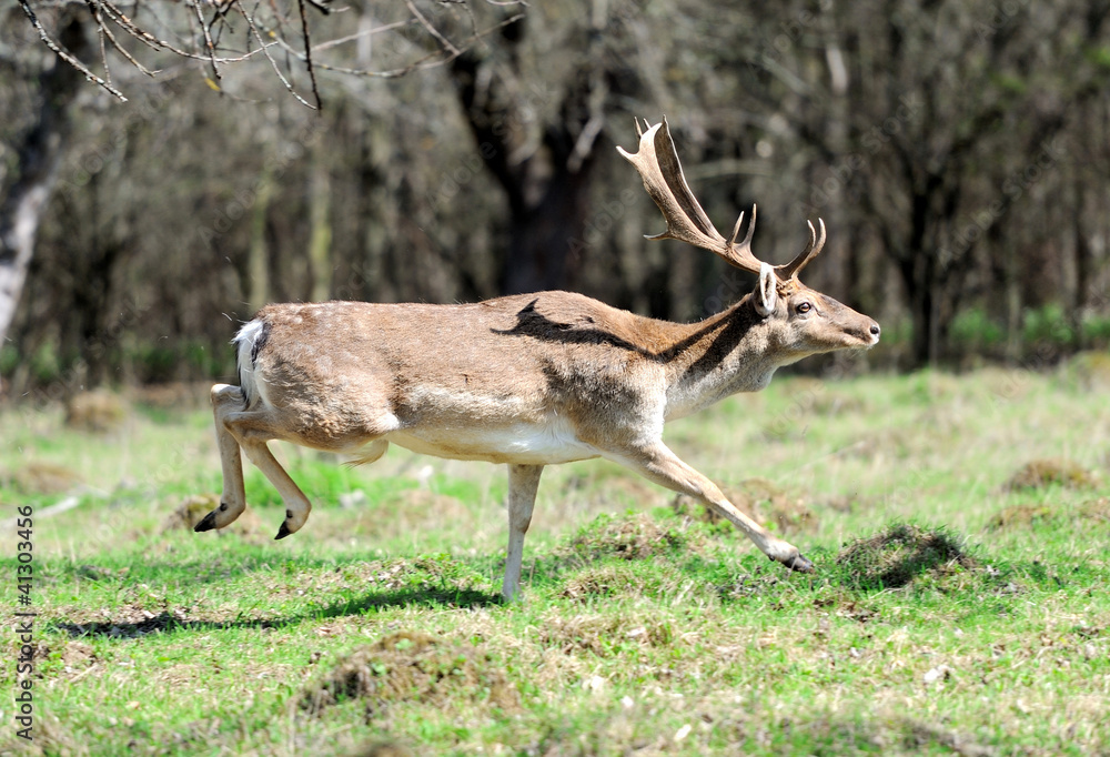 Roe deer