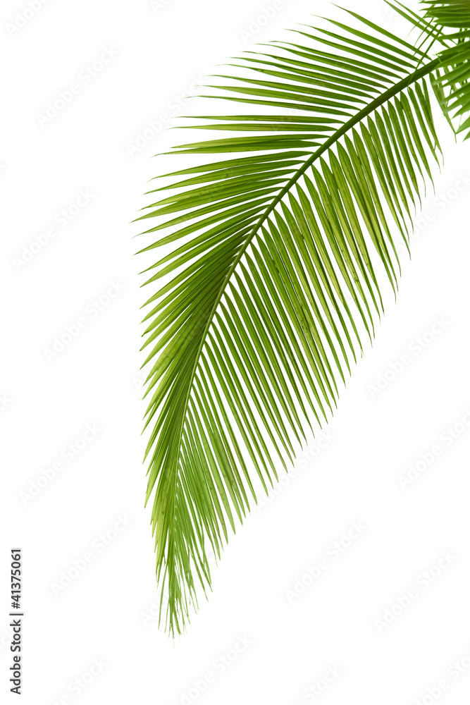 Leaf of palm tree