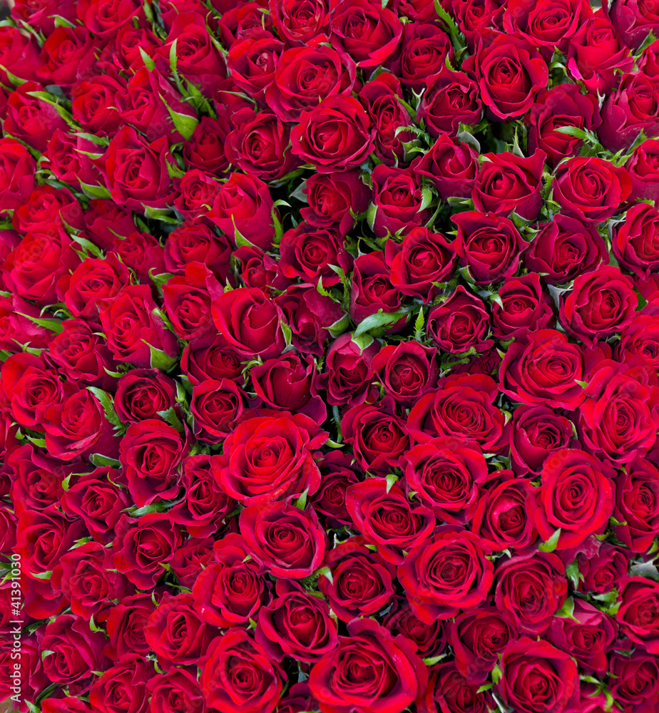 solid red roses background