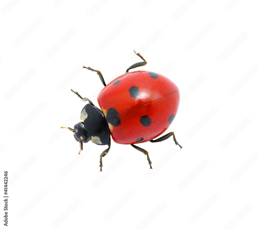 Ladybug on  white