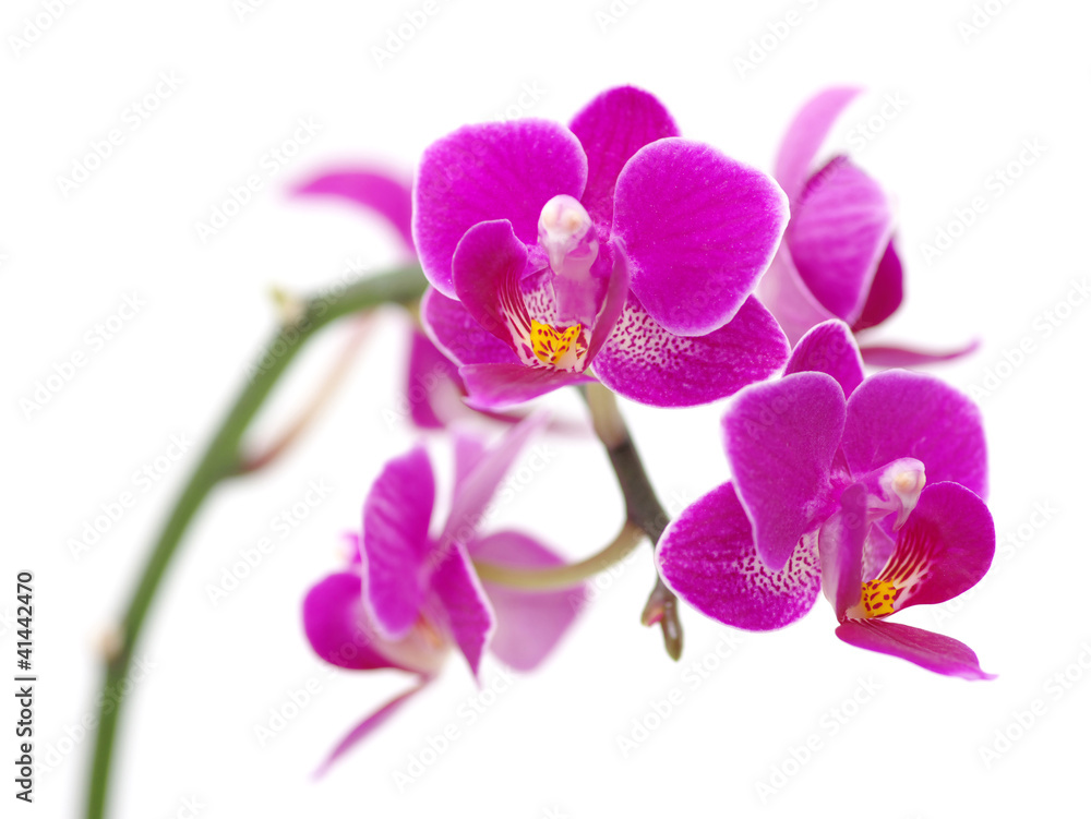 Pink orchid