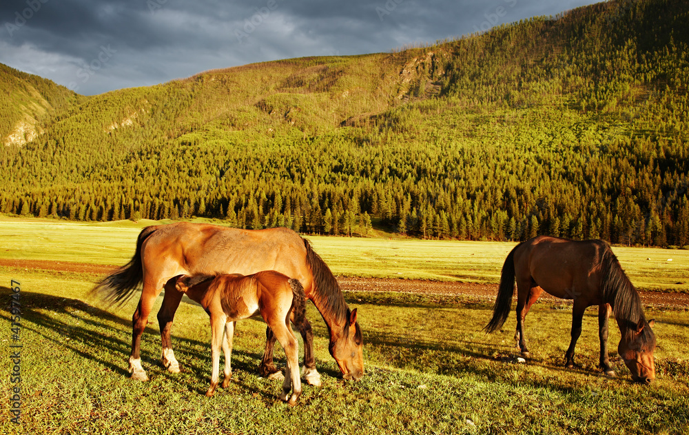 Grazing horses