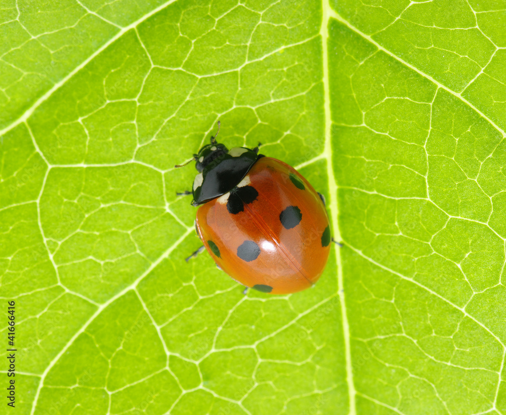 ladybug