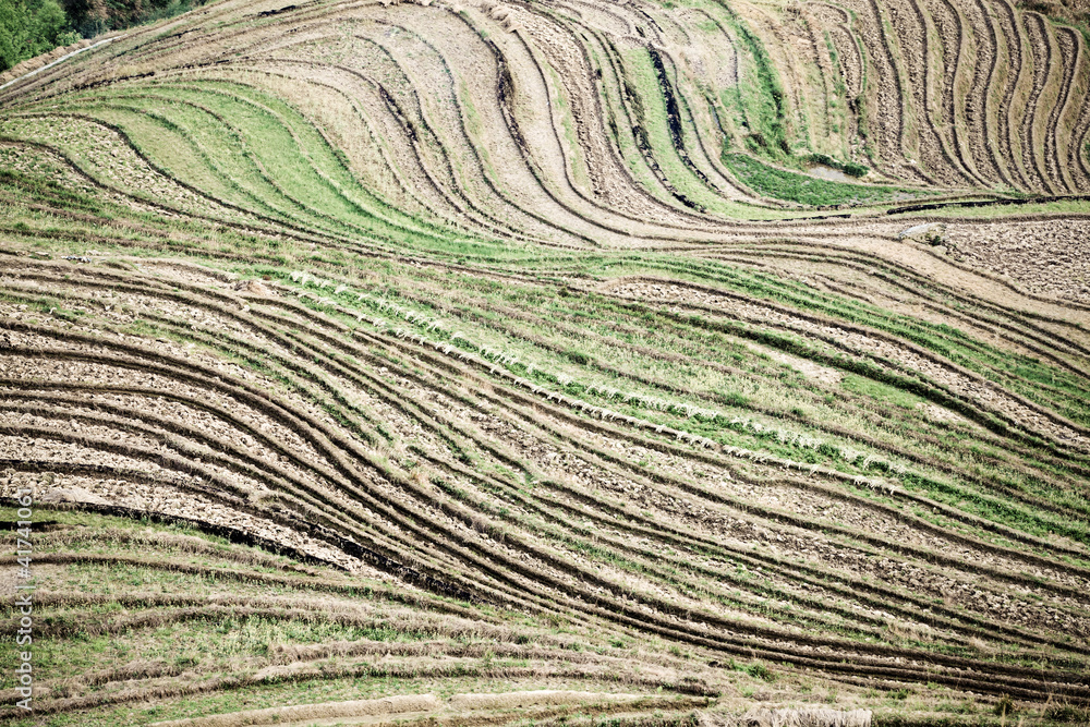 terraces lines