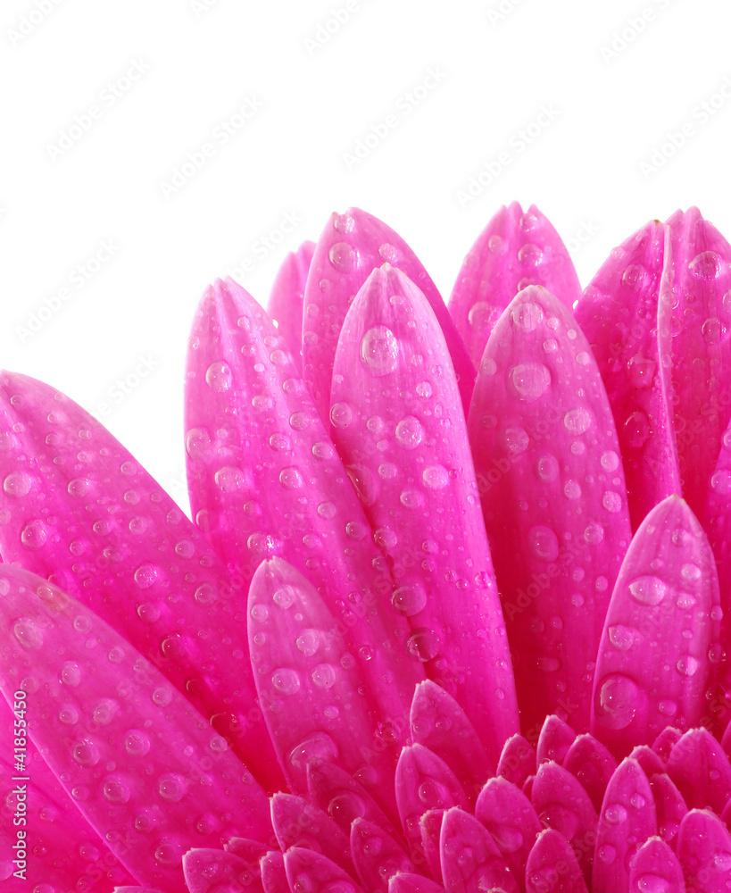 gerbera flower