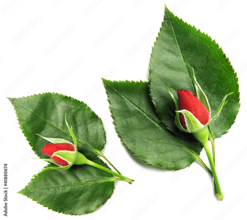 Red rose with leaves