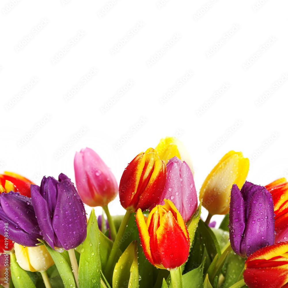 spring tulips