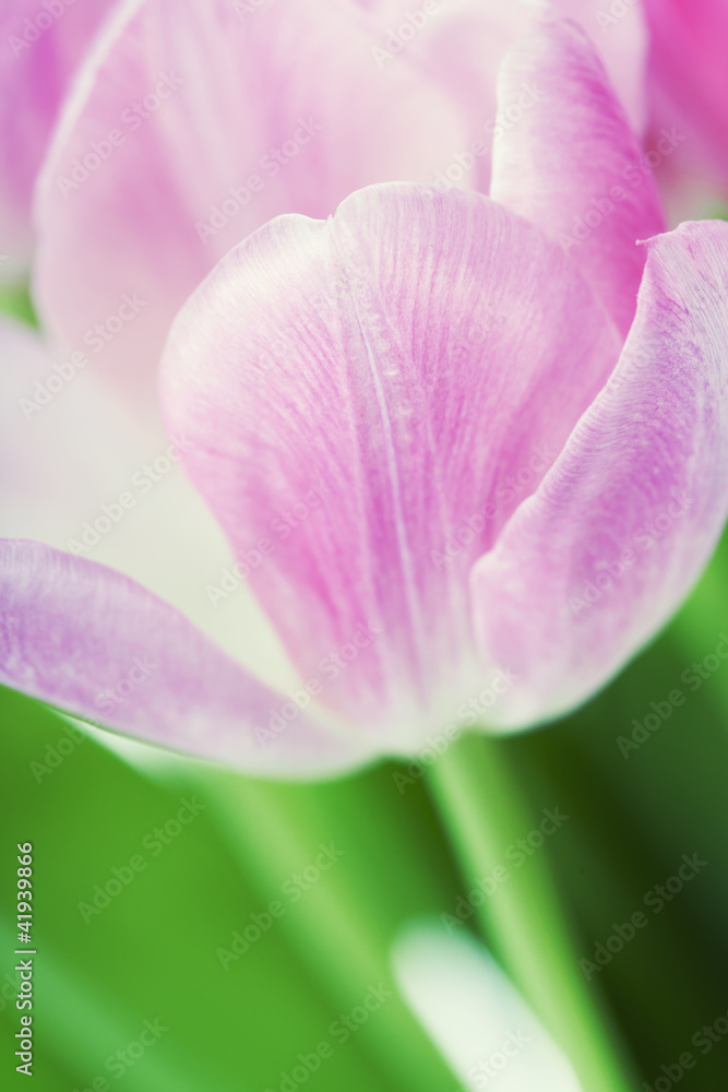 Pink tulips