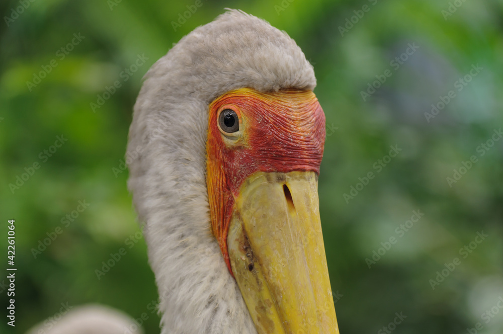 Nimmersatt, Vogel, Mycteria Ibis,