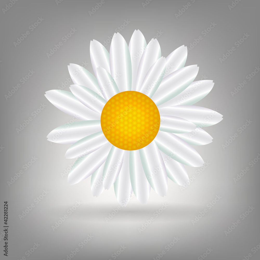 Beautiful  Daisy icon vecotr illustration