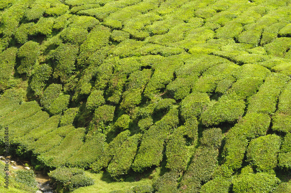 茶树，山茶