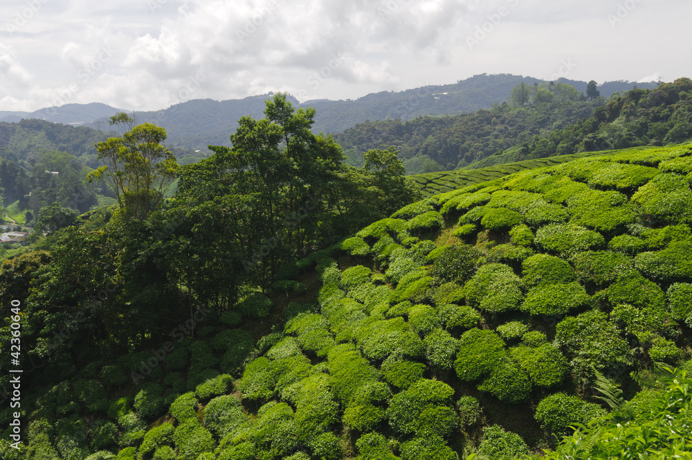 茶树，山茶