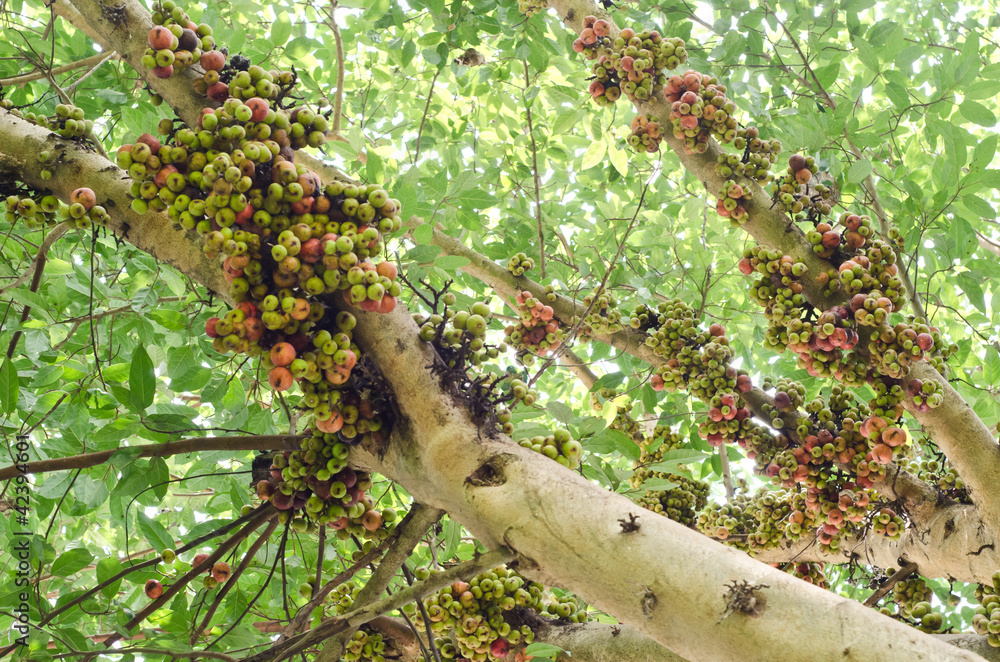 group of ficus spp.