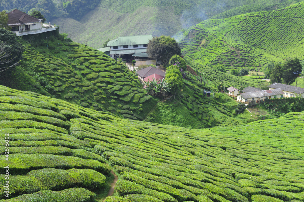 茶树，山茶