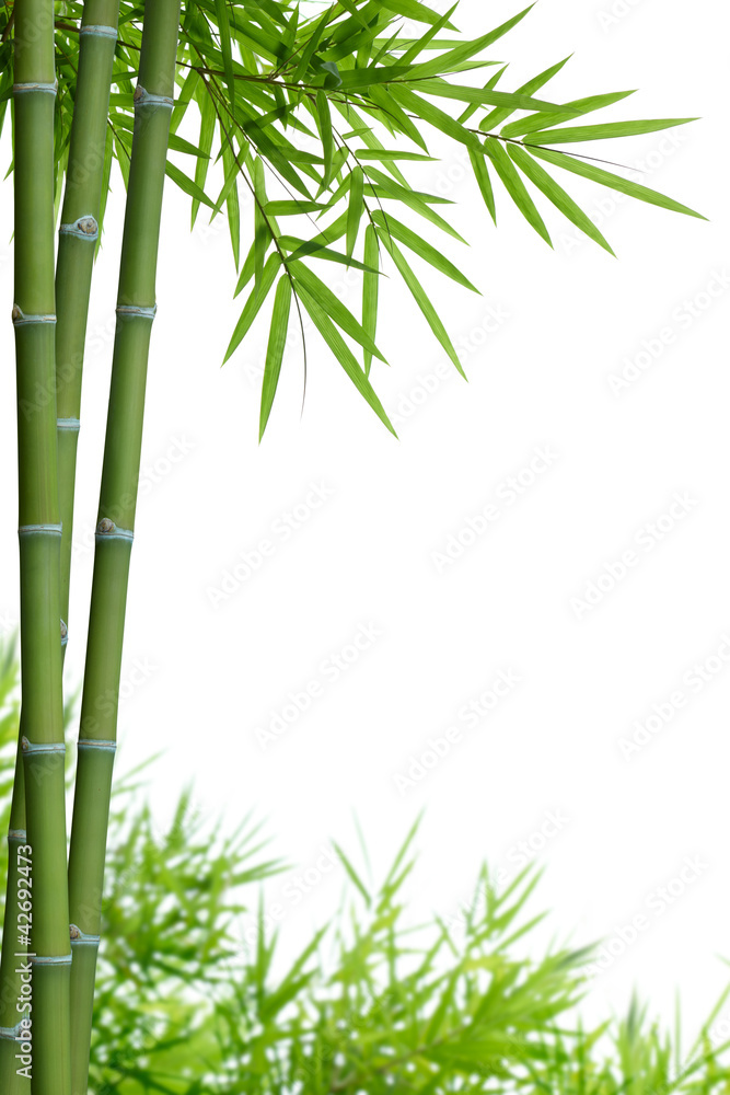 bamboo with leaves