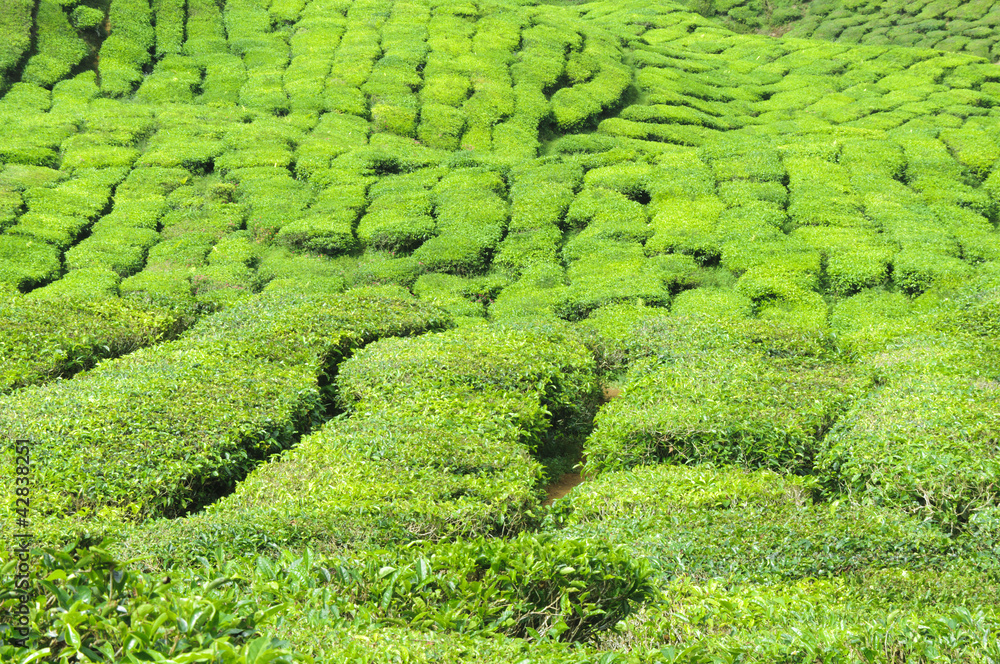 茶树，山茶