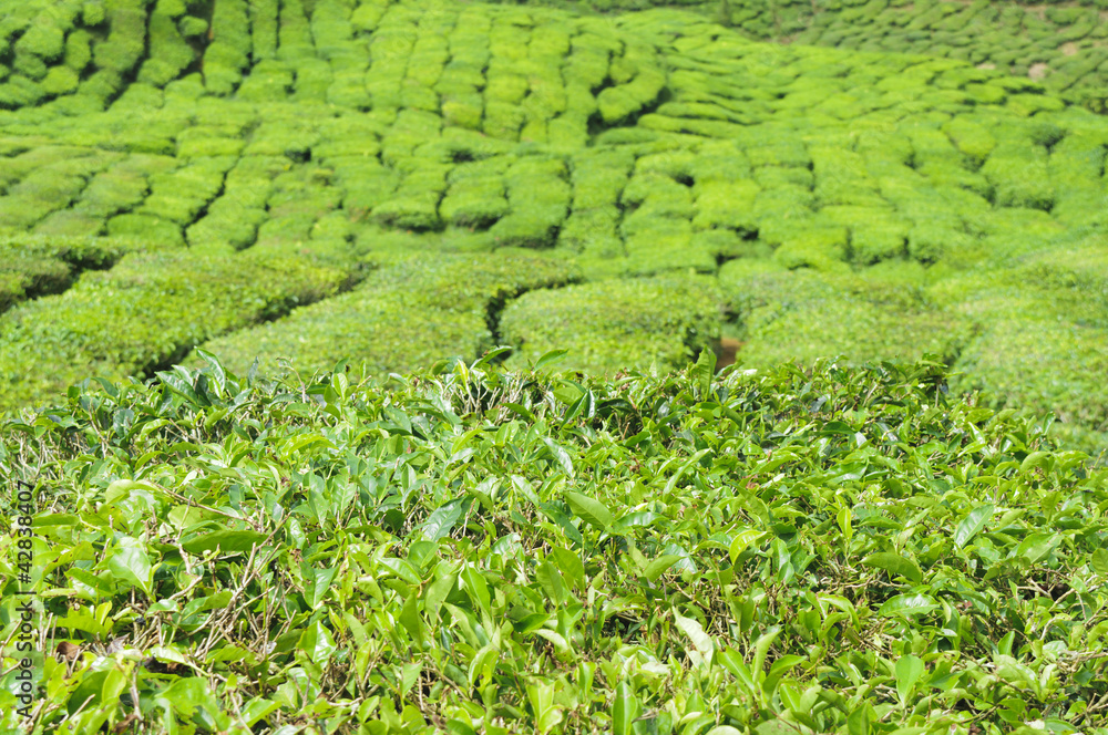 茶树，山茶