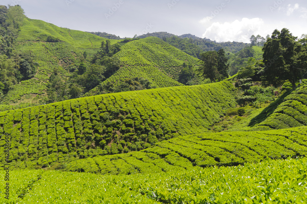 Teeplantage, Camellia Sinensis