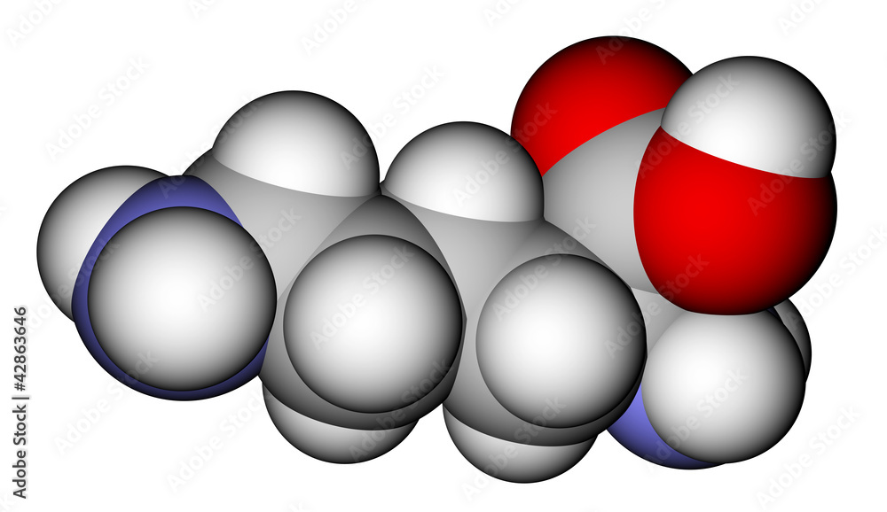 氨基酸赖氨酸空间填充分子模型