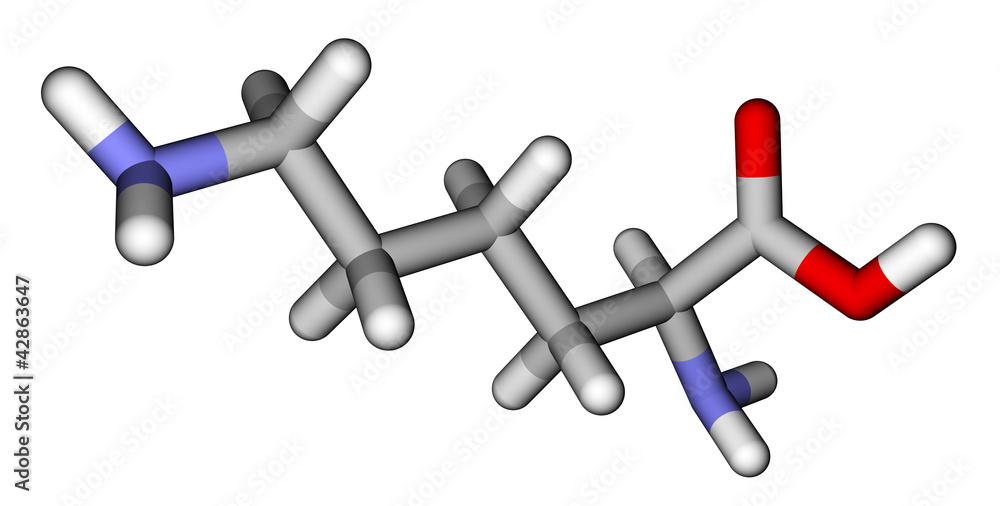 氨基酸赖氨酸棒分子模型