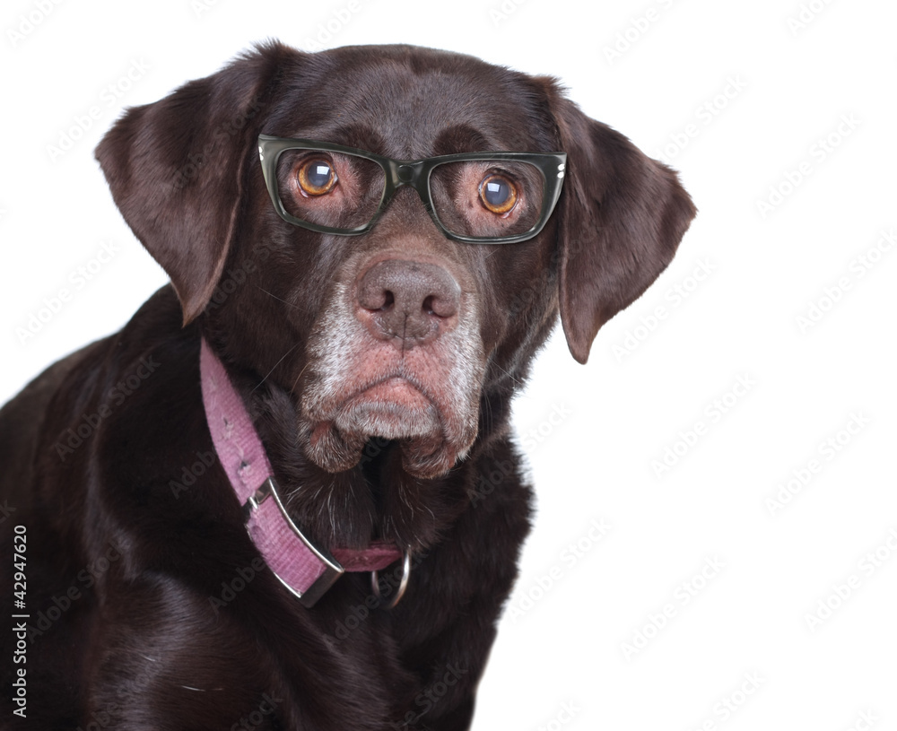 Labradro retriever in glasses.