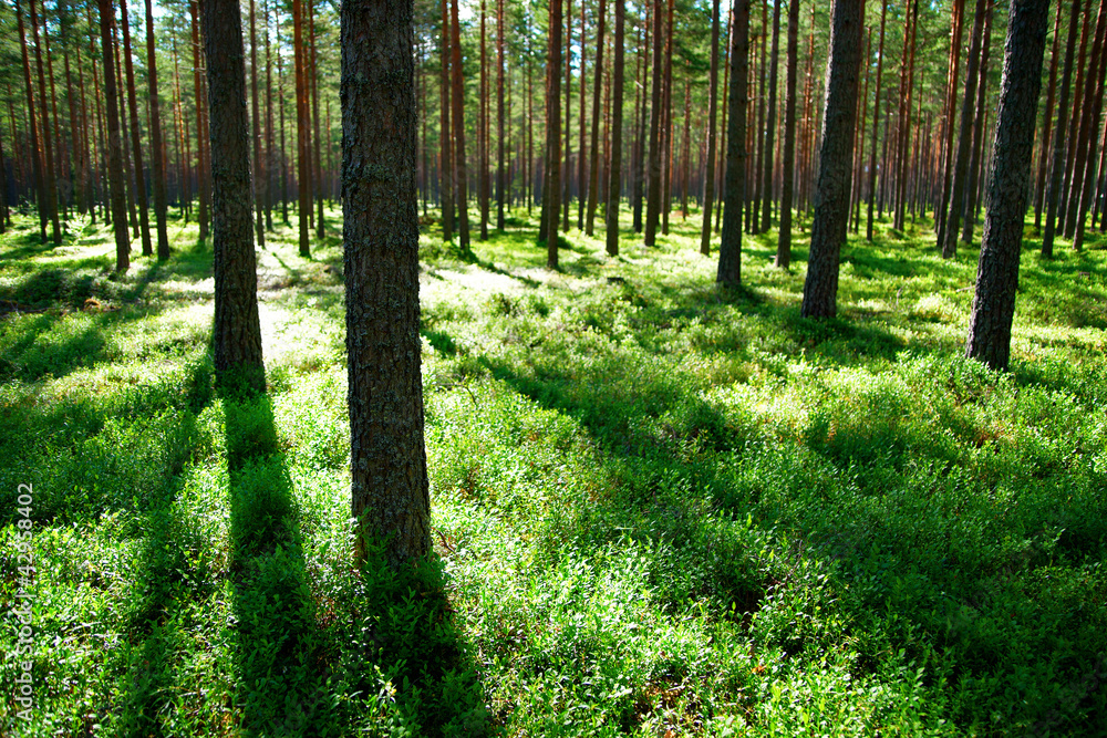 pine trees with shadows in evening light