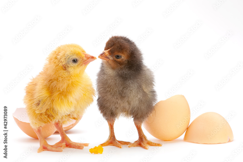 Newborn chicken