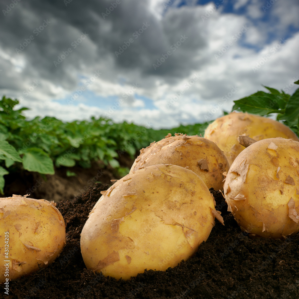 Freshly dug potatoes on a field