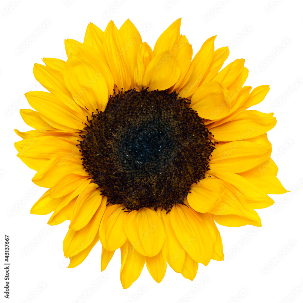 sunflower isolated on white background