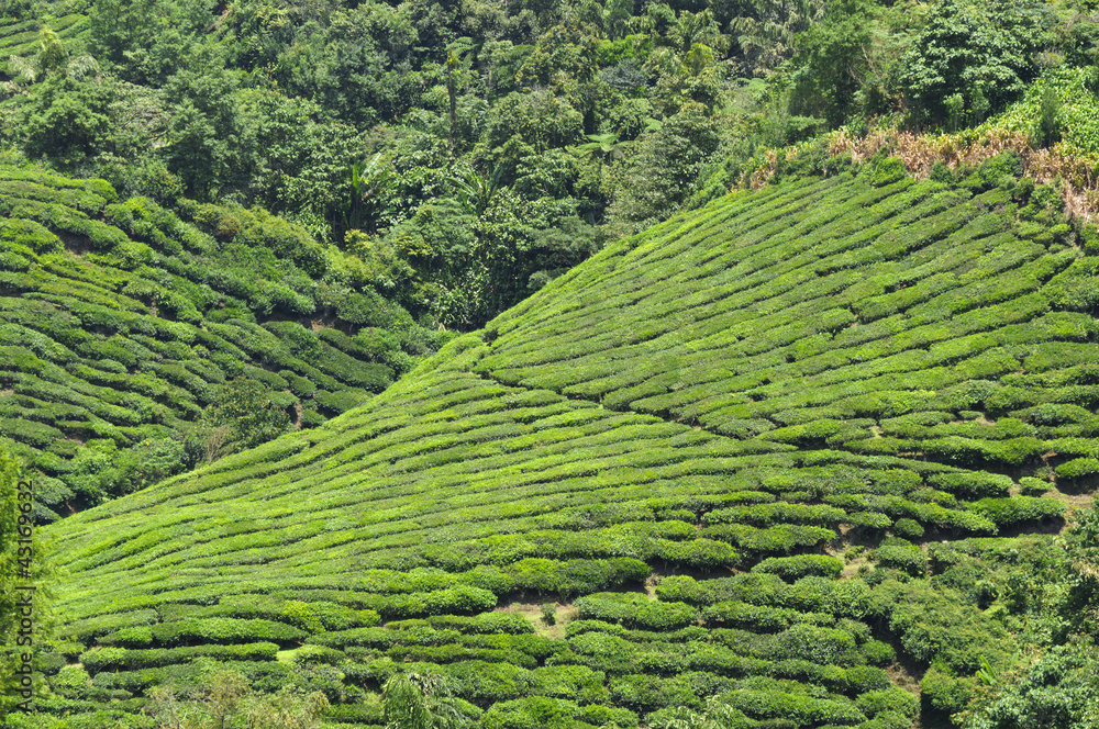 Teeplantage, Camellia Sinensis